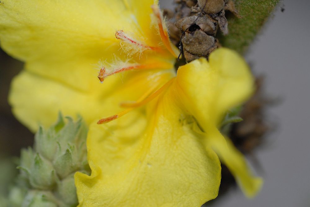 Scrophulariaceae Verbascum phlomoides