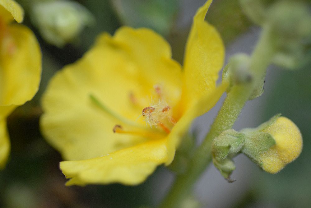 Scrophulariaceae Verbascum phlomoides