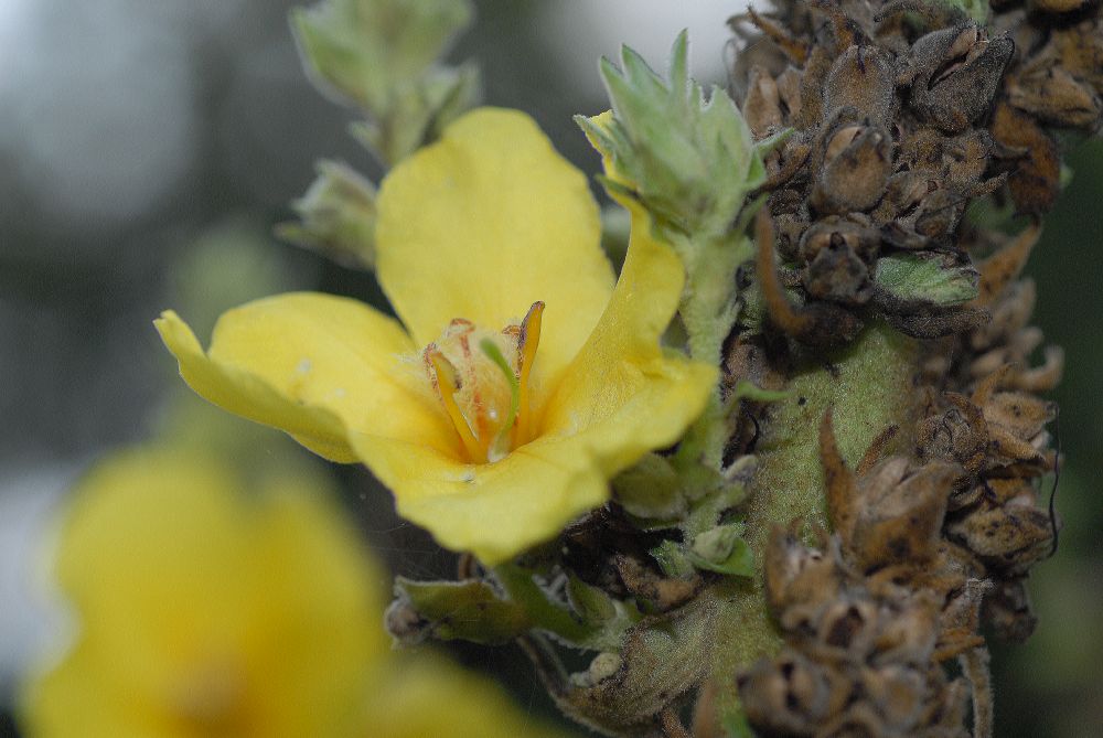 Scrophulariaceae Verbascum phlomoides