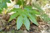 image of Fatsia japonica