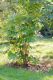 image of Fatsia japonica