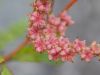 image of Penthorum sedoides