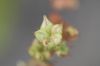 image of Penthorum sedoides