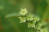 image of Penthorum sedoides