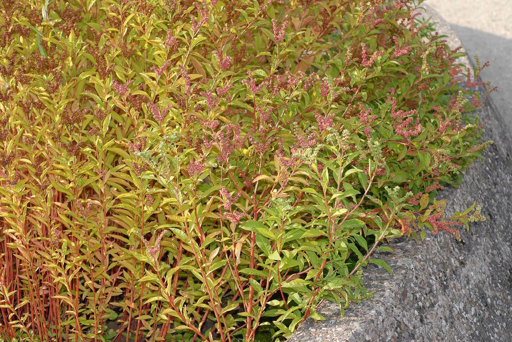 Penthoraceae Penthorum sedoides