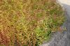 image of Penthorum sedoides