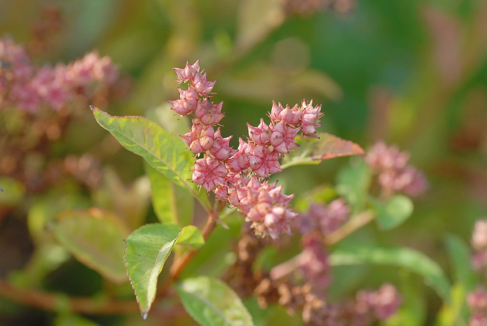 Penthoraceae Penthorum sedoides