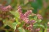 image of Penthorum sedoides