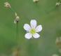 image of Petrorhagia saxifraga