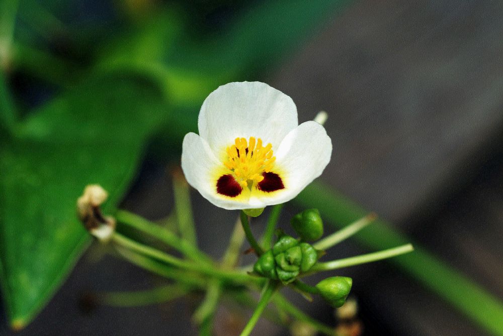 Alismataceae Sagittaria montevidensis