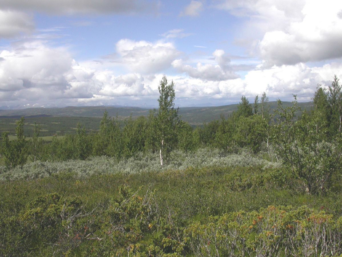 Betulaceae Betula pubescens