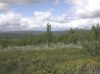 image of Betula pubescens