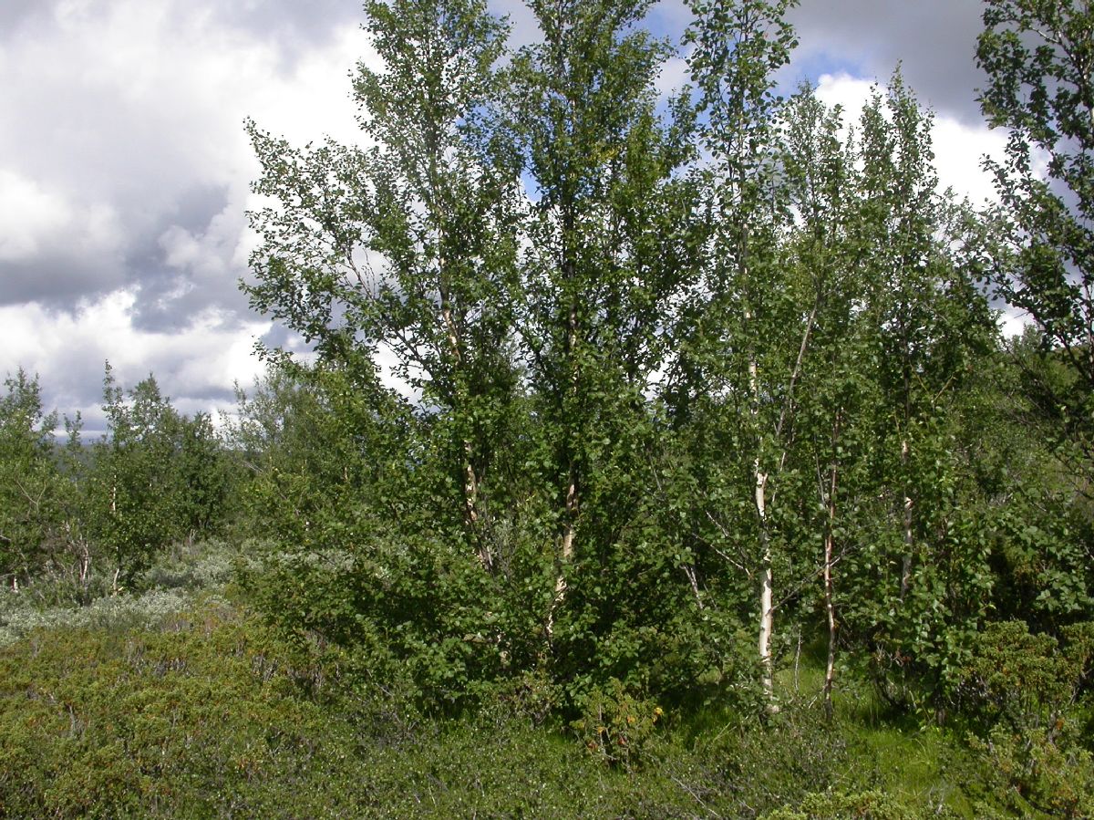 Betulaceae Betula pubescens