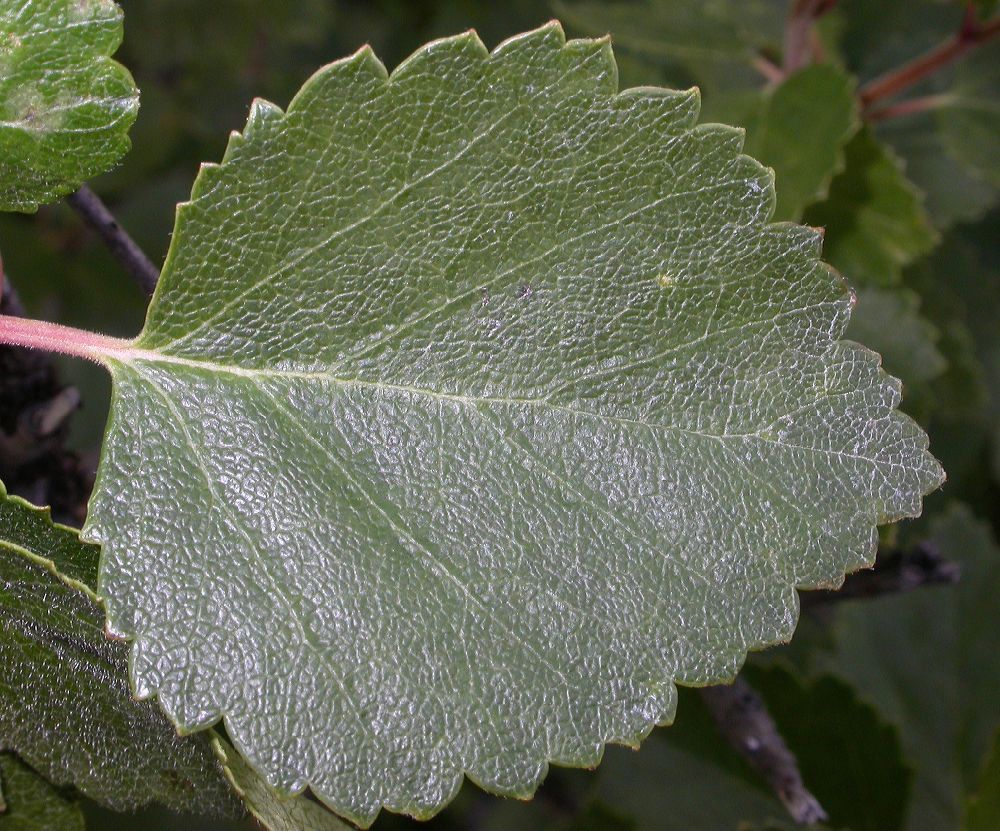 Betulaceae Betula pubescens