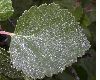 image of Betula pubescens