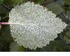 image of Betula pubescens