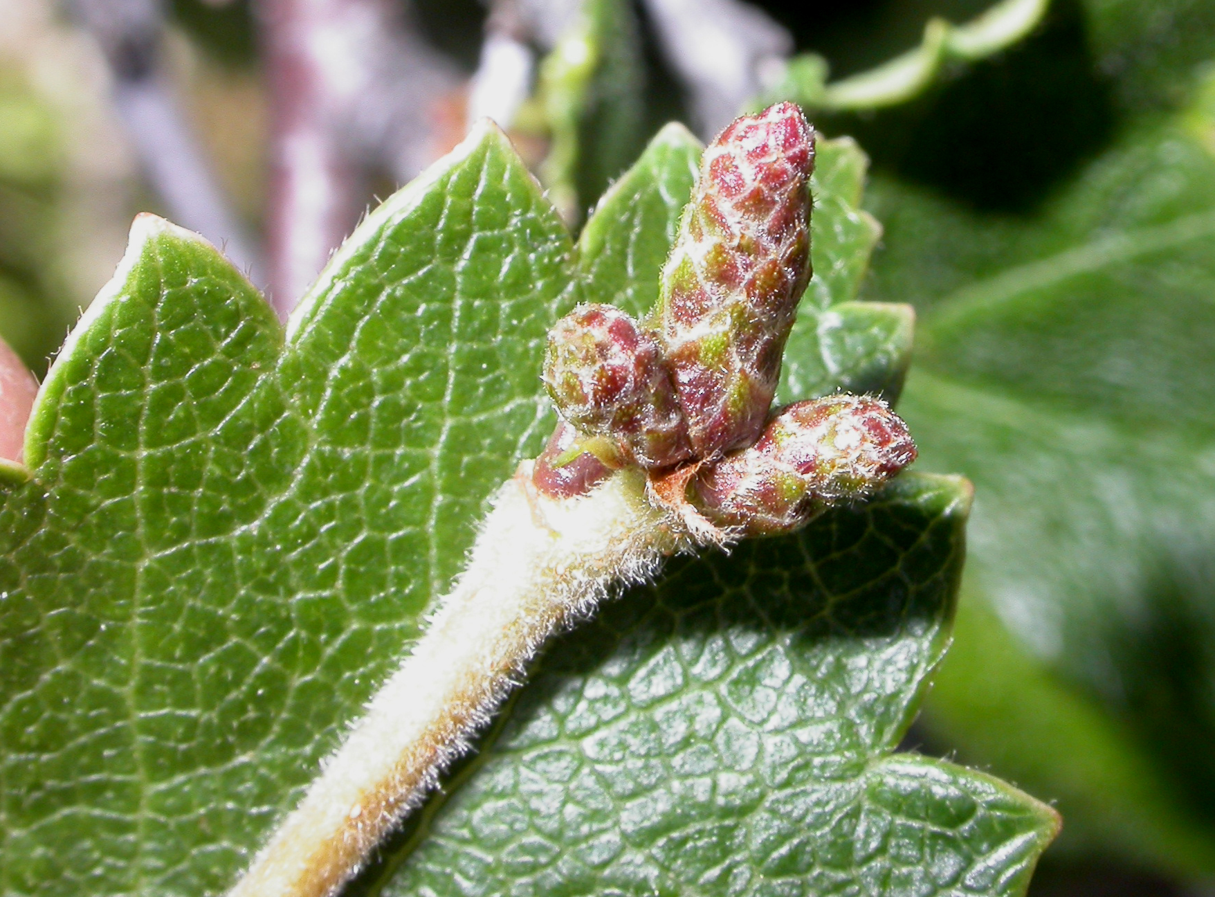 Betulaceae Betula pubescens
