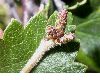 image of Betula pubescens