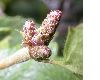 image of Betula pubescens