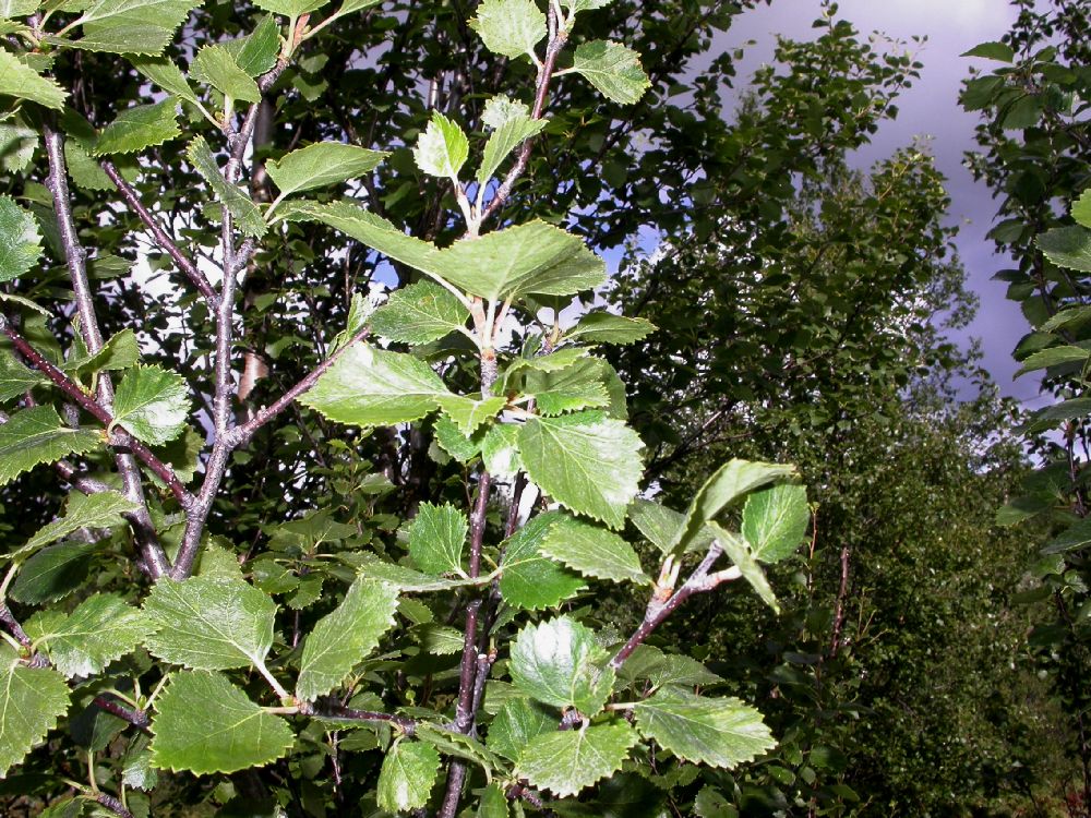 Betulaceae Betula pubescens