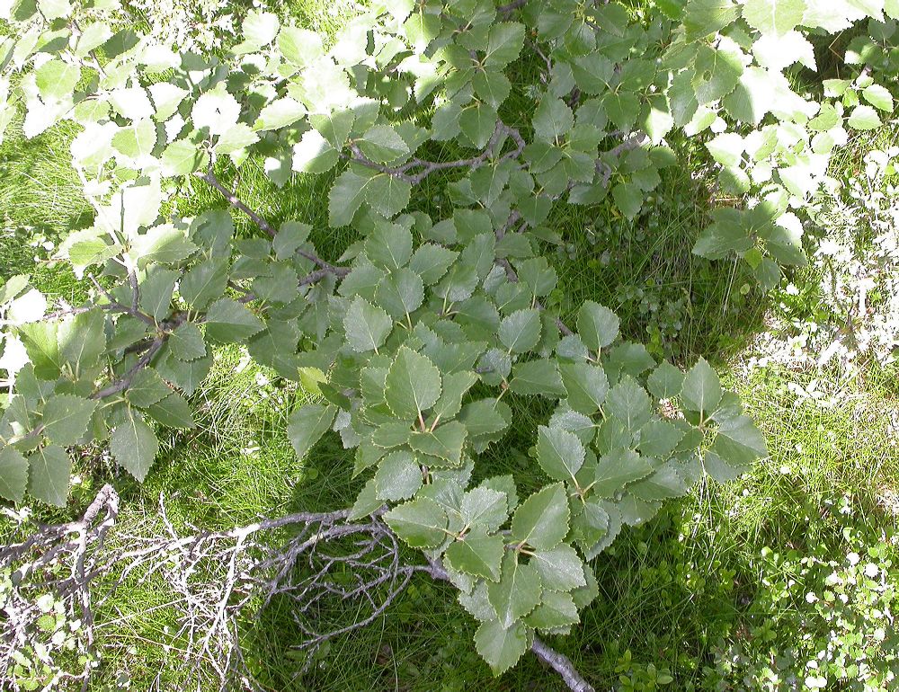 Betulaceae Betula pubescens