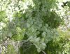 image of Betula pubescens