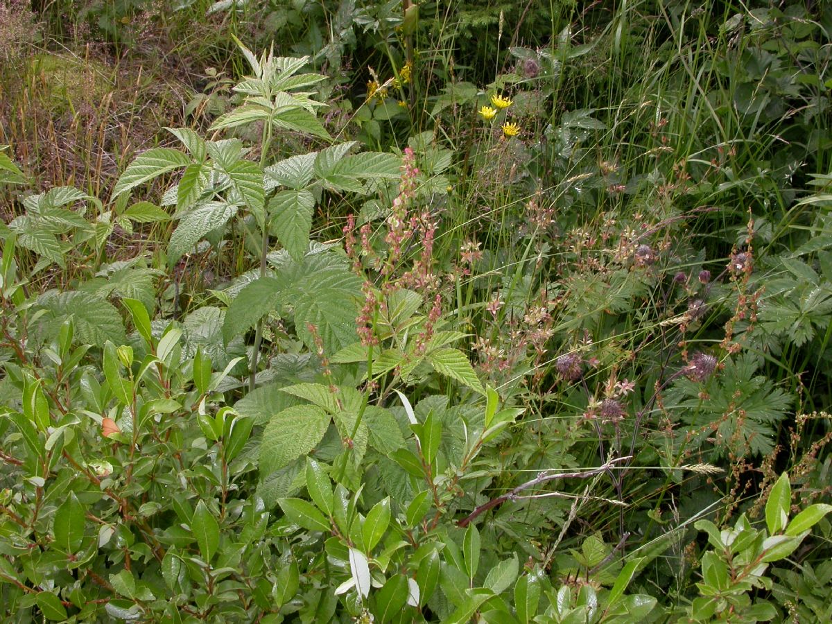 Polygonaceae Fagopyrum esculentum