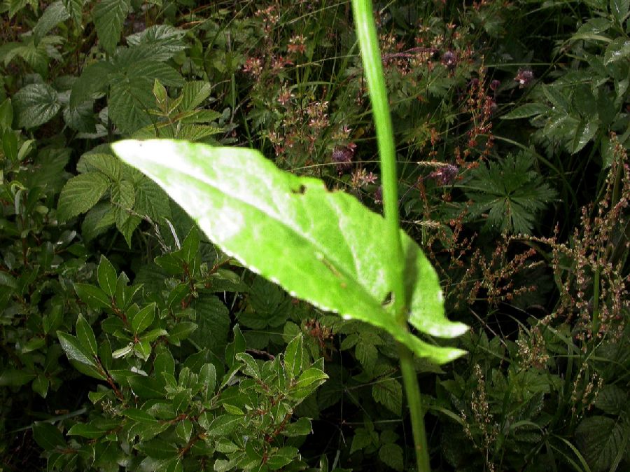 Polygonaceae Fagopyrum esculentum
