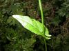 image of Fagopyrum esculentum