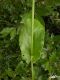 image of Fagopyrum esculentum