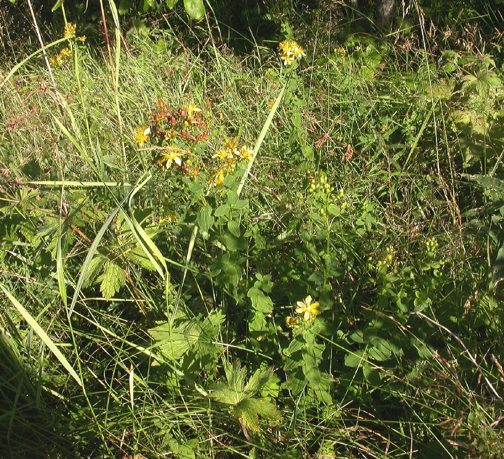 Hypericaceae Hypericum maculatum