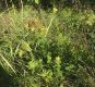 image of Hypericum maculatum