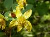 image of Hypericum maculatum