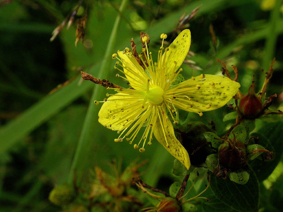 Hypericaceae Hypericum maculatum