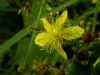 image of Hypericum maculatum