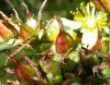 image of Hypericum maculatum
