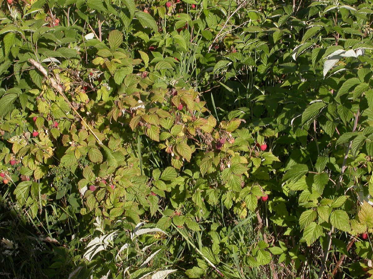 Rosaceae Rubus idaeus