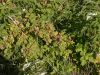 image of Rubus idaeus