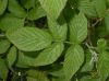 image of Rubus idaeus