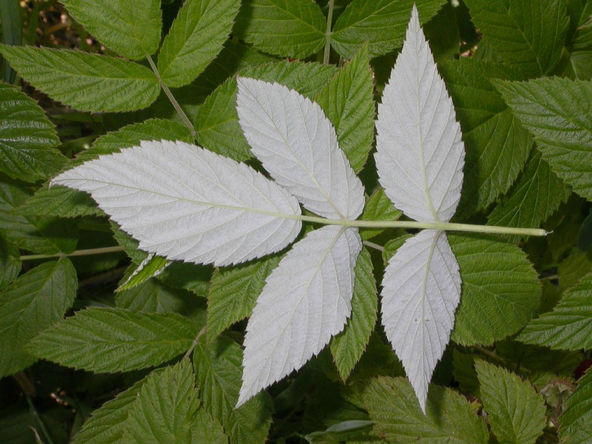 Rosaceae Rubus idaeus
