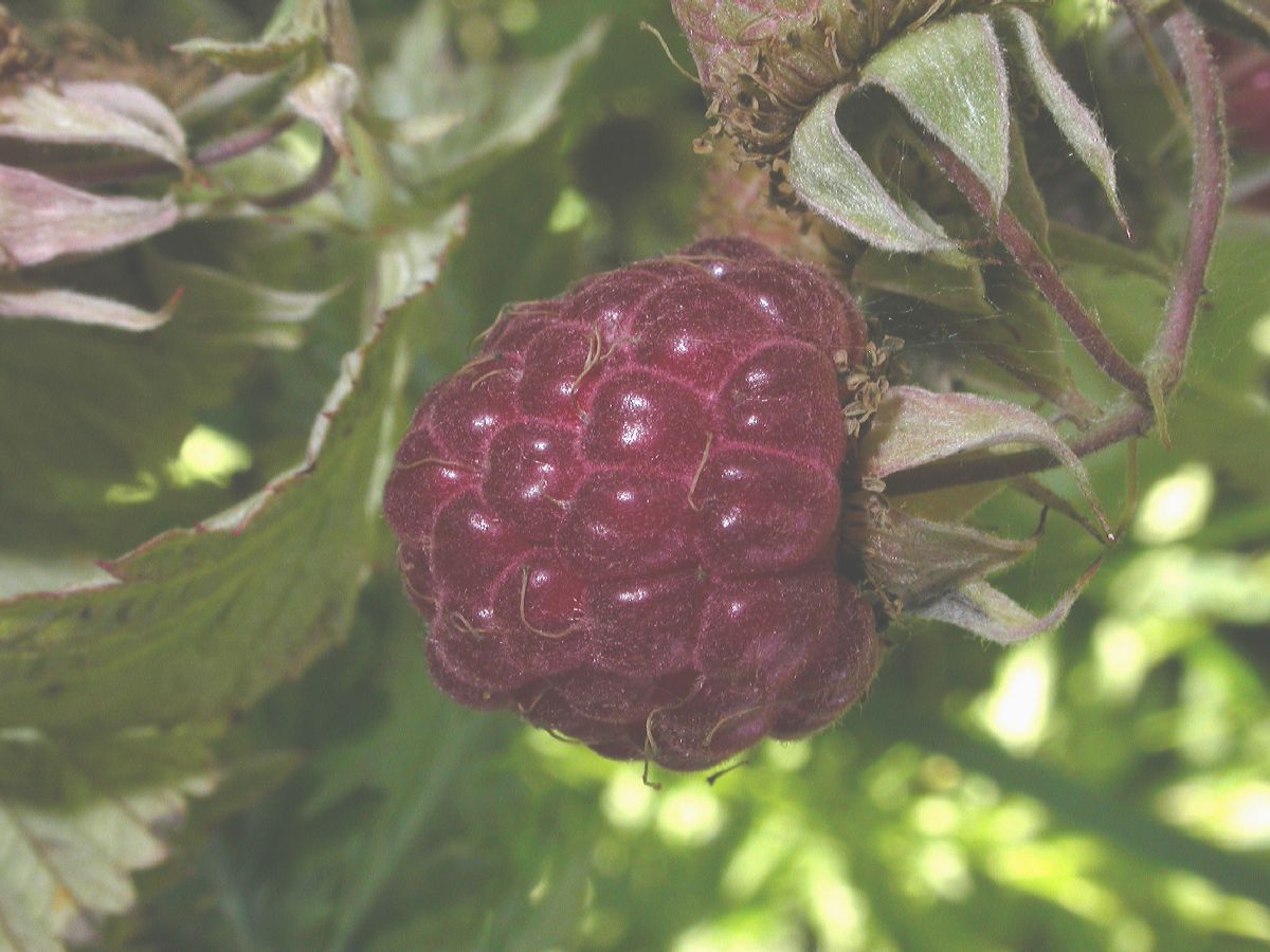 Rosaceae Rubus idaeus