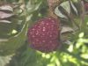 image of Rubus idaeus
