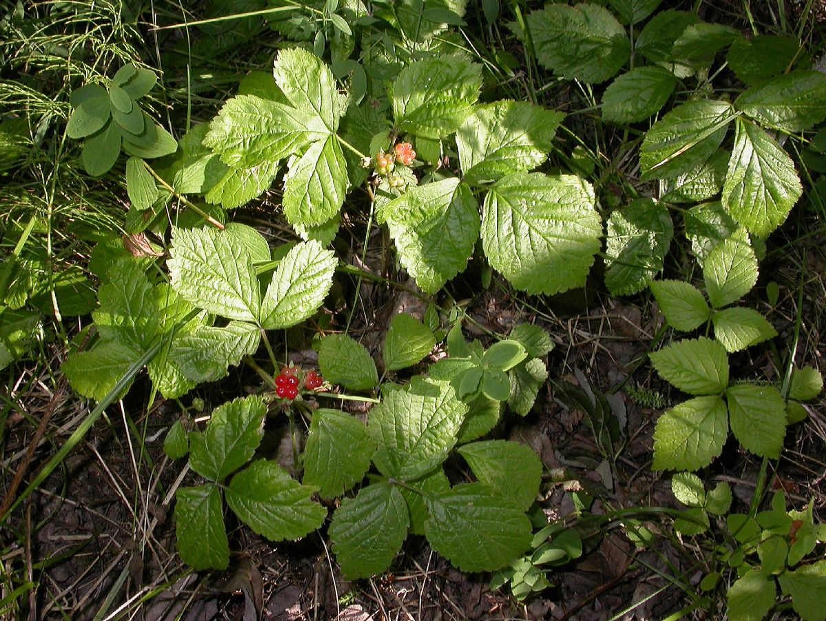 Rosaceae Rubus saxatilis