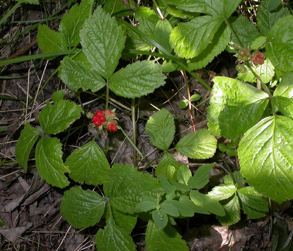 Rosaceae Rubus saxatilis