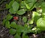 image of Rubus saxatilis