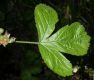 image of Rubus saxatilis