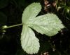 image of Rubus saxatilis