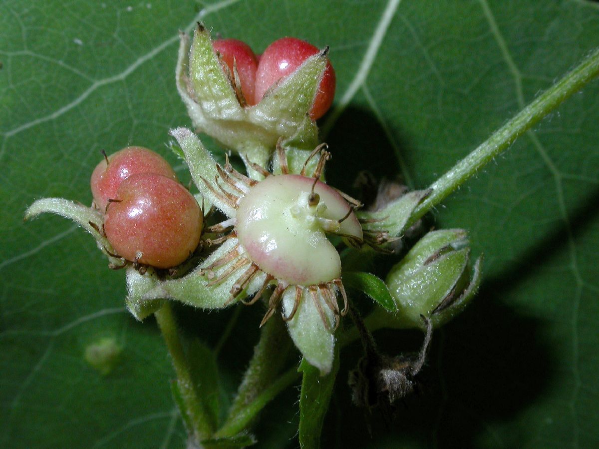 Rosaceae Rubus saxatilis