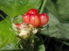image of Rubus saxatilis