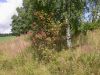 image of Sambucus racemosa